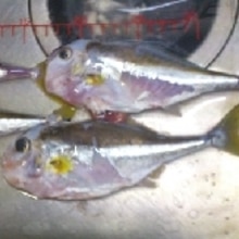 釣り魚料理 ギマの煮付け レシピ 作り方 By 釣りシン 楽天レシピ 釣り魚料理 ギマの煮付け レシピ 作り方 By 釣りシン 楽天レシピ